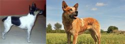 Miniature Fox Terrier vs Australian Red Heeler - Breed Comparison