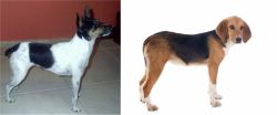 Miniature Fox Terrier vs Beagle-Harrier - Breed Comparison
