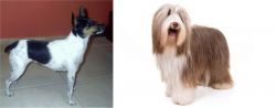 Miniature Fox Terrier vs Bearded Collie - Breed Comparison
