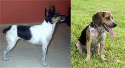 Miniature Fox Terrier vs Bluetick Beagle - Breed Comparison