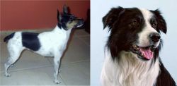Miniature Fox Terrier vs Border Collie - Breed Comparison