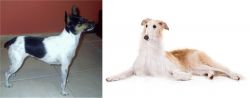 Miniature Fox Terrier vs Borzoi - Breed Comparison