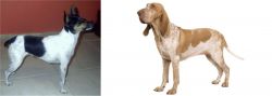 Miniature Fox Terrier vs Bracco Italiano - Breed Comparison