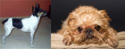 Miniature Fox Terrier vs Brug - Breed Comparison
