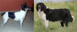 Miniature Fox Terrier vs Bulgarian Shepherd - Breed Comparison