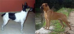 Miniature Fox Terrier vs Bullmastiff - Breed Comparison