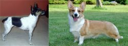 Miniature Fox Terrier vs Cardigan Welsh Corgi - Breed Comparison