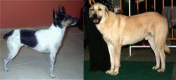 Miniature Fox Terrier vs Central Anatolian Shepherd - Breed Comparison