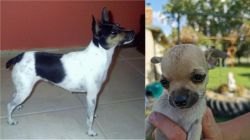 Miniature Fox Terrier vs Chihuahua - Breed Comparison