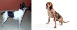 Miniature Fox Terrier vs Coonhound - Breed Comparison
