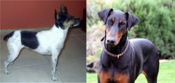 Miniature Fox Terrier vs Doberman Pinscher - Breed Comparison