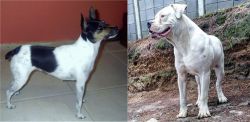 Miniature Fox Terrier vs Dogo Guatemalteco - Breed Comparison