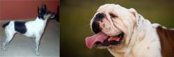 Miniature Fox Terrier vs English Bulldog - Breed Comparison