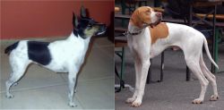 Miniature Fox Terrier vs English Pointer - Breed Comparison