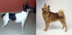 Miniature Fox Terrier vs Finnish Spitz - Breed Comparison