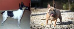 Miniature Fox Terrier vs French Bulldog - Breed Comparison