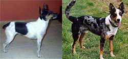 Miniature Fox Terrier vs German Coolie - Breed Comparison