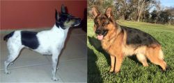 Miniature Fox Terrier vs German Shepherd - Breed Comparison