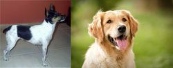 Miniature Fox Terrier vs Golden Retriever - Breed Comparison