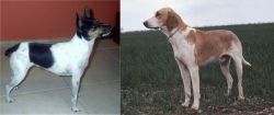 Miniature Fox Terrier vs Grand Anglo-Francais Blanc et Orange - Breed Comparison