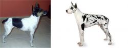 Miniature Fox Terrier vs Great Dane - Breed Comparison