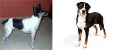 Miniature Fox Terrier vs Greater Swiss Mountain Dog - Breed Comparison