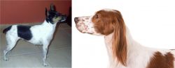 Miniature Fox Terrier vs Irish Red and White Setter - Breed Comparison