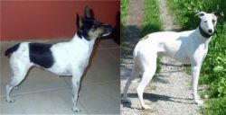 Miniature Fox Terrier vs Kaikadi - Breed Comparison