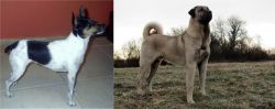 Miniature Fox Terrier vs Kangal Dog - Breed Comparison