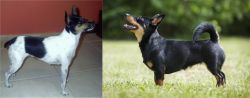 Miniature Fox Terrier vs Lancashire Heeler - Breed Comparison