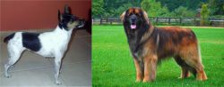 Miniature Fox Terrier vs Leonberger - Breed Comparison