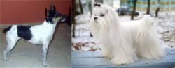 Miniature Fox Terrier vs Maltese - Breed Comparison