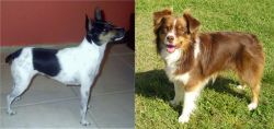 Miniature Fox Terrier vs Miniature Australian Shepherd - Breed Comparison