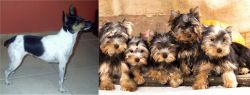 Miniature Fox Terrier vs Yorkshire Terrier - Breed Comparison