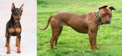 Miniature Pinscher vs American Pit Bull Terrier - Breed Comparison