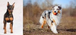 Miniature Pinscher vs Australian Shepherd - Breed Comparison