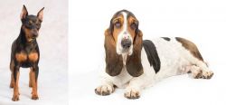 Miniature Pinscher vs Basset Hound - Breed Comparison