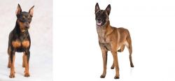Miniature Pinscher vs Belgian Shepherd Dog (Malinois) - Breed Comparison