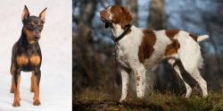 Miniature Pinscher vs Brittany - Breed Comparison