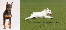 Miniature Pinscher vs Bull Terrier - Breed Comparison