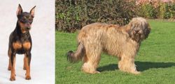Miniature Pinscher vs Catalan Sheepdog - Breed Comparison