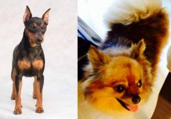 Miniature Pinscher vs Chiapom - Breed Comparison