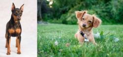 Miniature Pinscher vs Chiweenie - Breed Comparison