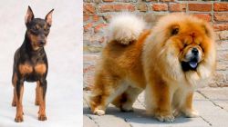 Miniature Pinscher vs Chow Chow - Breed Comparison