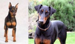 Miniature Pinscher vs Doberman Pinscher - Breed Comparison
