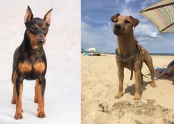 Miniature Pinscher vs Fell Terrier - Breed Comparison