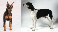 Miniature Pinscher vs Francais Blanc et Noir - Breed Comparison