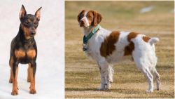 Miniature Pinscher vs French Brittany - Breed Comparison