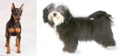Miniature Pinscher vs Havanese - Breed Comparison