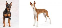 Miniature Pinscher vs Ibizan Hound - Breed Comparison